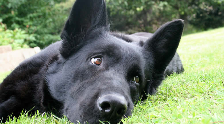 Що значить чорний собака уві сні?