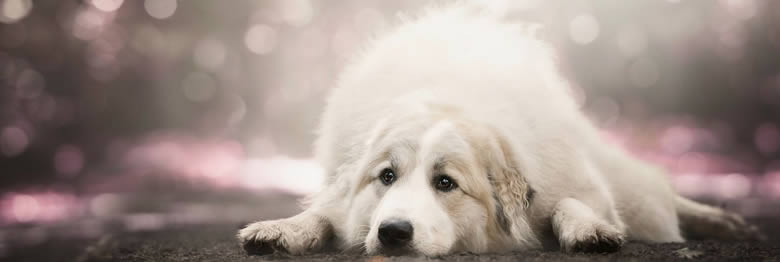 До чого сниться біла собака?