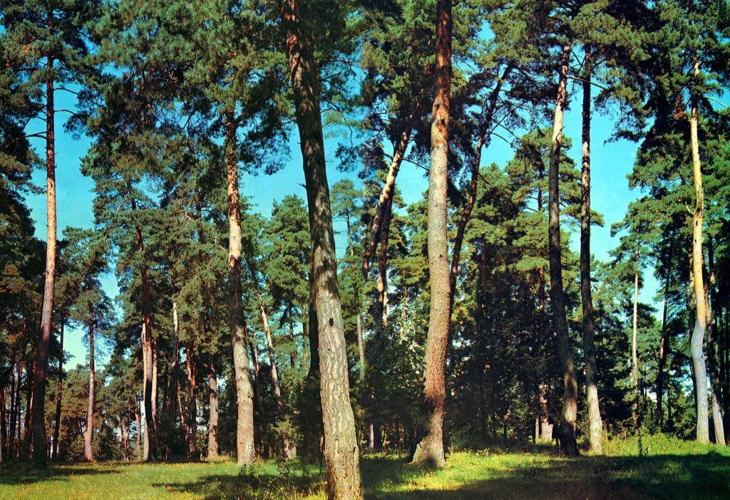 Ліс на Житомирщині