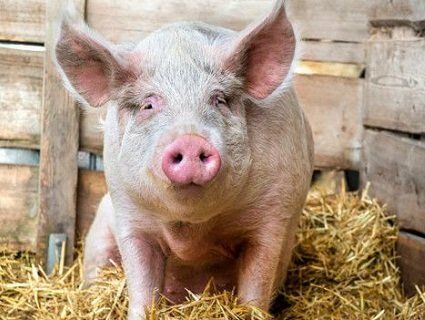 У Мексиці фермер помер після п'яної бійки зі своєю свинею