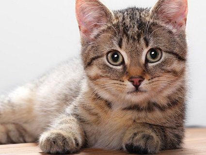 Журналісти назвали кішок багатших за людей