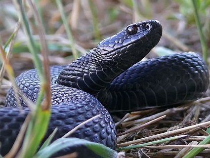 На Житомирщині людей кусають змії