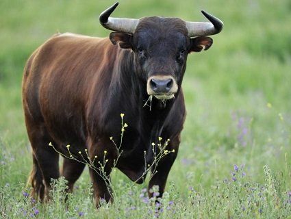 На Харківщині чоловіка затоптав бик