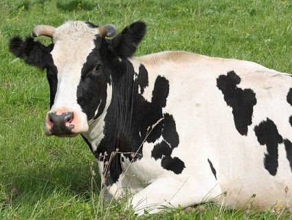 У Волинській області дітей годують молоком хворої корови
