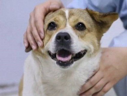 У Китаї прийняли товстого пса за вагітну собаку