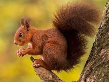 В США білка залишила без світла 45 тисяч осіб