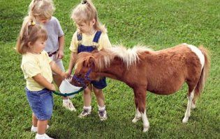 Чи варто дитині купувати поні?