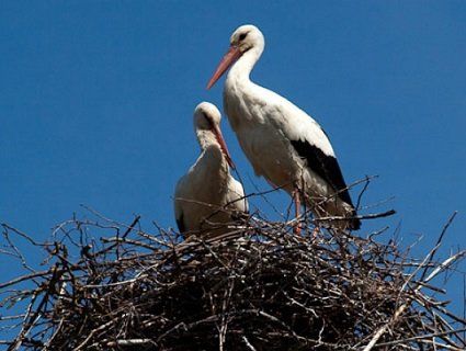 На Волині ціле село рятує лелек