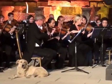 Невідома собака зірвала овації під час виступу Віденського оркестру