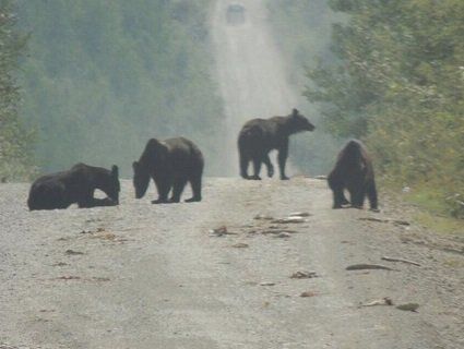 В РФ ведмеді з'їли тонну риби, яка висипалася з вантажівки