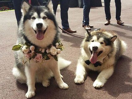 Пара зробила свідками на весіллі своїх собак