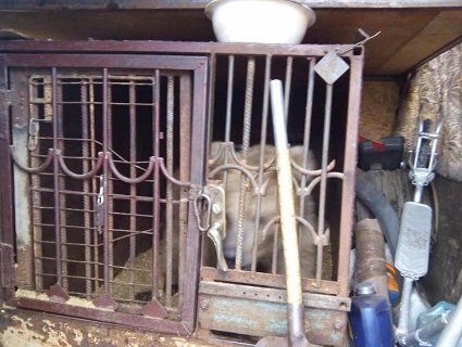 На Львівщині активісти відібрали в циркача-живодера замучену ведмедицю