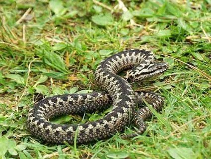 На Волині змія вкусила підлітка