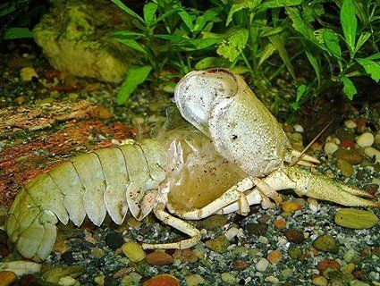 Волинянам нагадали про заборону вилову раків