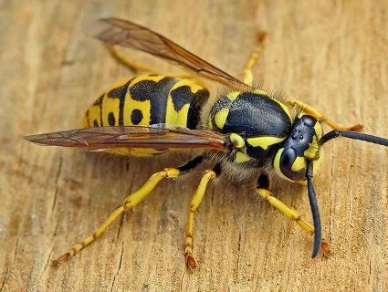 Дитина померла від укусу оси