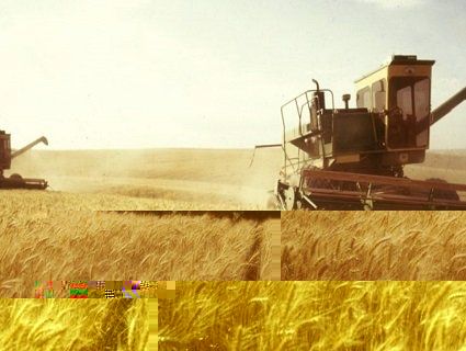 В Україні діятиме мережа антирейдерських аграрних штабів