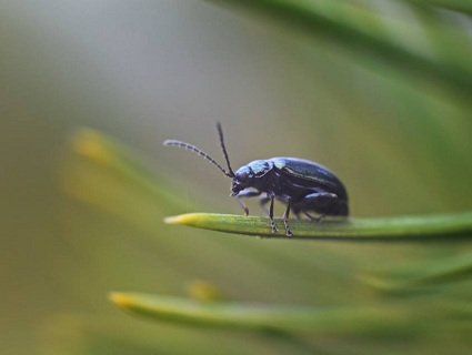 Фотограф показав дивовижний світ волинської природи