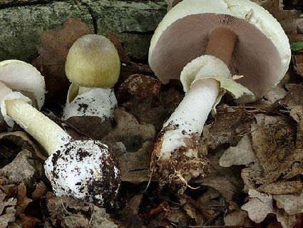 На Рівненщині знову отруїлися грибами