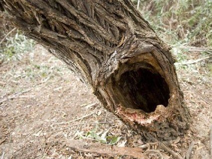 В Естонії п'яний чоловік застряг у дуплі дерева