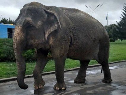 Владі Нововолинська нагадали, що в Україні заборонені цирки з тваринами