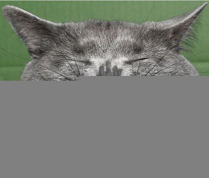 Анекдоти дня