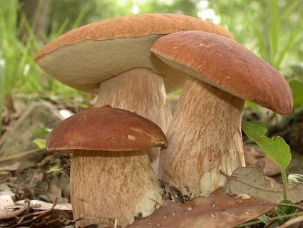 Скільки на Волині коштує кілограм грибів