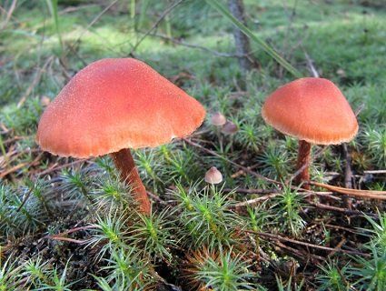 На Рівненщині зростає кількість отруєнь грибами