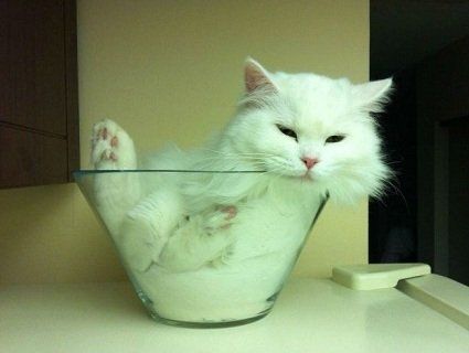 У Гарварді відбулося вручення Шнобелівських премій