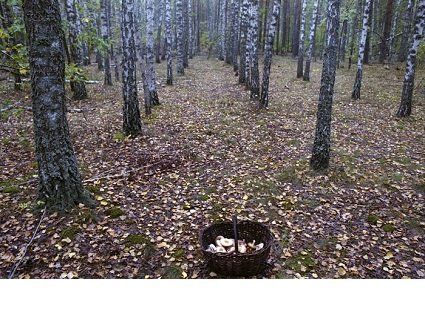 Погода 20 вересня: готуємо корзинки і гайда по гриби!