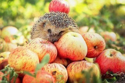 Осіннє рівнодення: не пропустіть початок природного року!