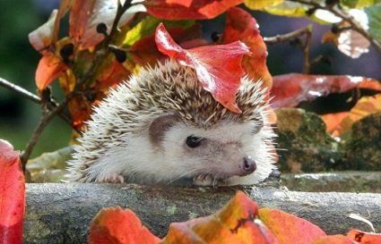 Погода 26 жовтня: в Україну йде антициклон.