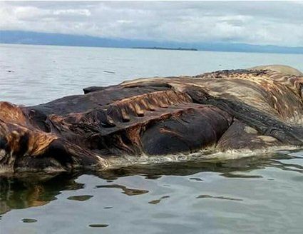 На Філіппінах знайшли тушу гігантської морської тварини (відео)