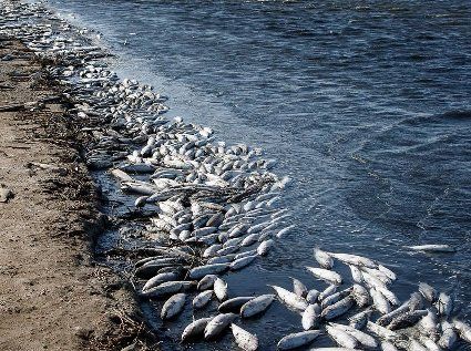 Тони трупів: фото катастрофи в Мелітополі