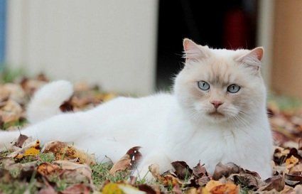 Погода в Україні 29 вересня: сухо  з проясненнями.