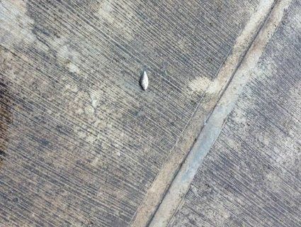 У Мексиці йшов «дощ» з маленької риби