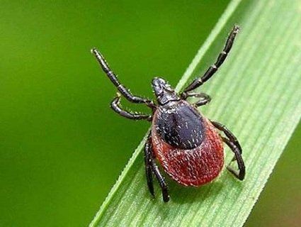 Волинянин три рази викликав медиків через укусу кліща