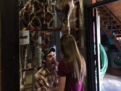 Зробив пропозицію з допомогою жирафа