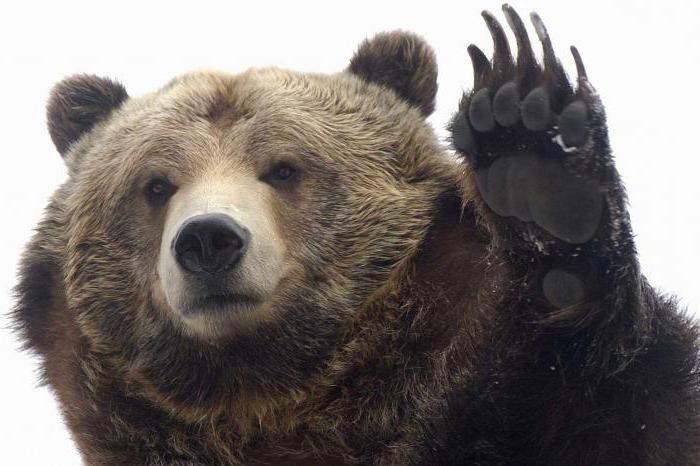 Три ведмеді наробили шороху в США (відео)