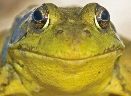 Археологи знайшли консерви з обезголовлених жаб