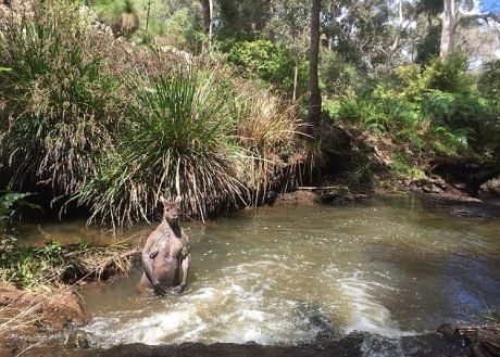 Нова зірка соцмереж: кенгуру-спортсмен