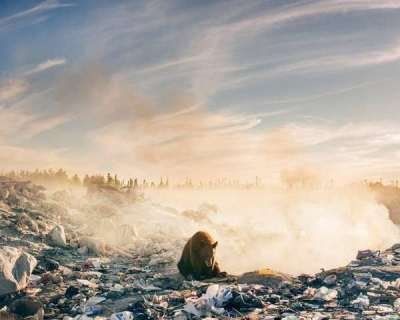 Фотограф із Канади поділився сумним фото ведмедя на смітнику
