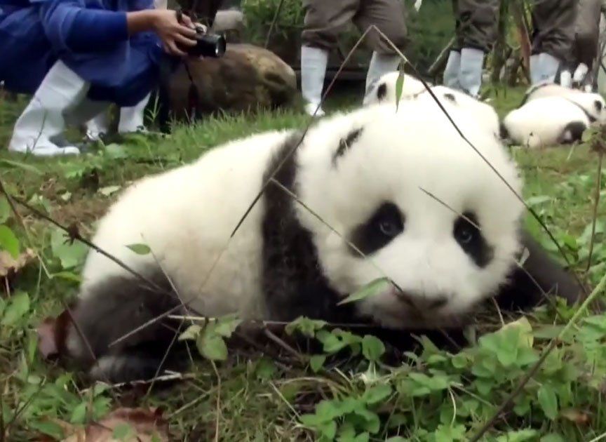 Милоття: у китайському зоопарку показали 36 маленьких панденят (відео)