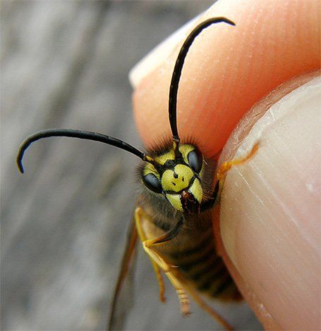 На честь одного з ворогів Гаррі Поттера названо осу, яка  немає жала