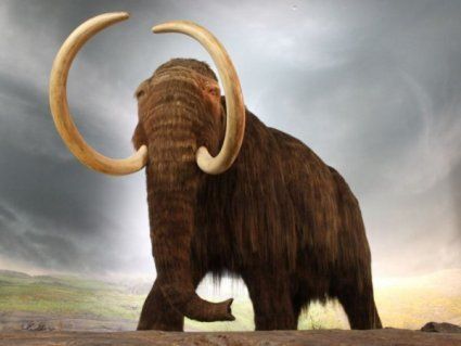 Скам'янілі рештки мамонта відкопали у запорізькому дитсадку'