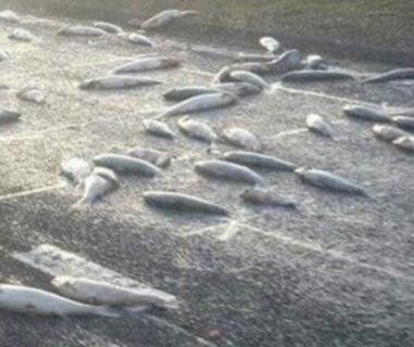 14 тонн зіпсованої російської риби намагалися ввезти в Україну (відео)