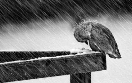 Погода в Україні: які області найбільше засипле снігом