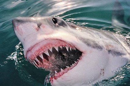 Рятуючись від акули, чоловік проплив сім кілометрів