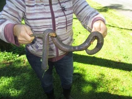 Злива вигнала на поверхню гігантського черв'яка