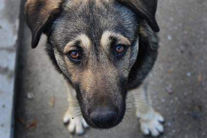 Проблема бездомних собак в Україні