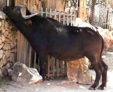 Оскаженілий буйвол напав на вагітну жінку (відео)